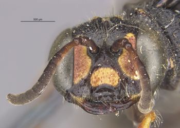 Media type: image;   Entomology 13779 Aspect: head frontal view